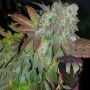 Alien Fire Feminized Marijuana Strain by Purple Caper For Sale Online at Cannabis Seeds Outlet