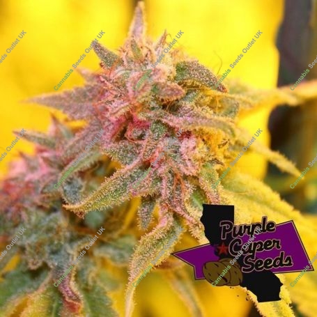 Ice Cream Caper Feminized Marijuana Strain by Purple Caper For Sale Online at Cannabis Seeds Outlet