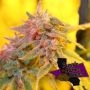 Ice Cream Caper Feminized Marijuana Strain by Purple Caper For Sale Online at Cannabis Seeds Outlet