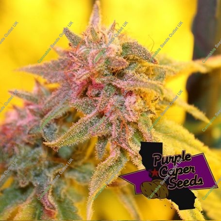Strawberry Banana Caper Feminized Marijuana Strain by Purple Caper For Sale Online at Cannabis Seeds Outlet