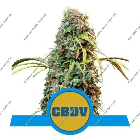Royal CBDV Auto Feminized Marijuana Strain by Royal Queen Seeds For Sale Online at Cannabis Seeds Outlet