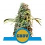Royal CBDV Auto Feminized Marijuana Strain by Royal Queen Seeds For Sale Online at Cannabis Seeds Outlet