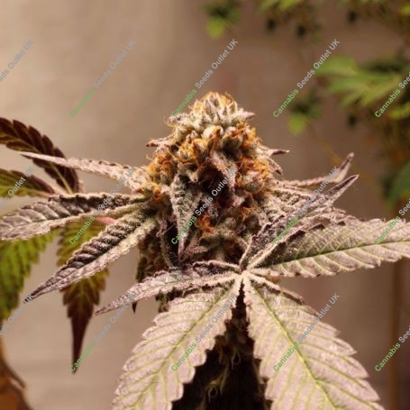 Purple OG Punch Feminized Marijuana Strain by Super Sativa Seed Club For Sale Online at Cannabis Seeds Outlet