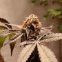 Purple OG Punch Feminized Marijuana Strain by Super Sativa Seed Club For Sale Online at Cannabis Seeds Outlet