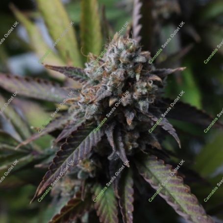 Strawberry Chemdawg OG Feminized Marijuana Strain by Super Sativa Seed Club For Sale Online at Cannabis Seeds Outlet
