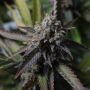 Strawberry Chemdawg OG Feminized Marijuana Strain by Super Sativa Seed Club For Sale Online at Cannabis Seeds Outlet