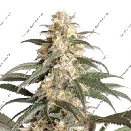 Black Lebanon Feminized Marijuana Strain by Super Sativa Seed Club For Sale Online at Cannabis Seeds Outlet