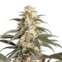 Black Lebanon Feminized Marijuana Strain by Super Sativa Seed Club For Sale Online at Cannabis Seeds Outlet