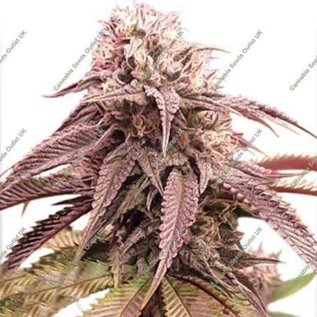 Strawberry Cookies Feminized Marijuana Strain by Super Sativa Seed Club For Sale Online at Cannabis Seeds Outlet