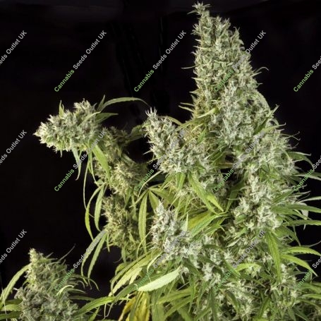 Karels Herer Haze Feminized Marijuana Strain by Super Sativa Seed Club For Sale Online at Cannabis Seeds Outlet
