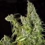 Karels Herer Haze Feminized Marijuana Strain by Super Sativa Seed Club For Sale Online at Cannabis Seeds Outlet