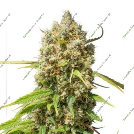 Elephant Auto CBD Feminized Marijuana Strain by Super Sativa Seed Club For Sale Online at Cannabis Seeds Outlet
