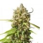 Elephant Auto CBD Feminized Marijuana Strain by Super Sativa Seed Club For Sale Online at Cannabis Seeds Outlet
