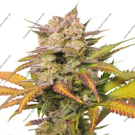 Sweet Bourbon Kush Auto Feminized Marijuana Strain by Super Sativa Seed Club For Sale Online at Cannabis Seeds Outlet