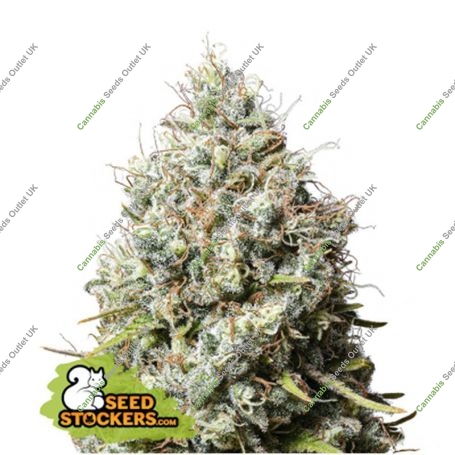 Jack Herer Feminized Marijuana Strain by Seed Stockers For Sale Online at Cannabis Seeds Outlet