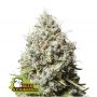 Jack Herer Feminized Marijuana Strain by Seed Stockers For Sale Online at Cannabis Seeds Outlet