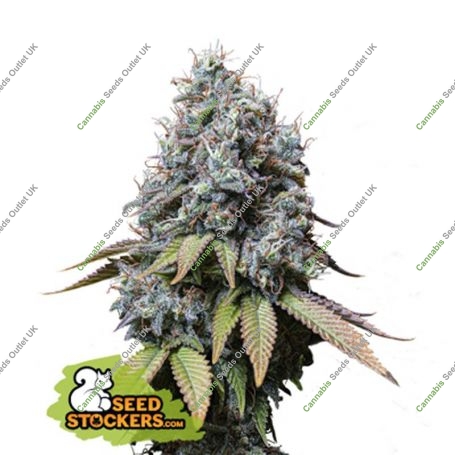 Sour Diesel Feminized Marijuana Strain by Seed Stockers For Sale Online at Cannabis Seeds Outlet