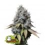 Sour Diesel Feminized Marijuana Strain by Seed Stockers For Sale Online at Cannabis Seeds Outlet