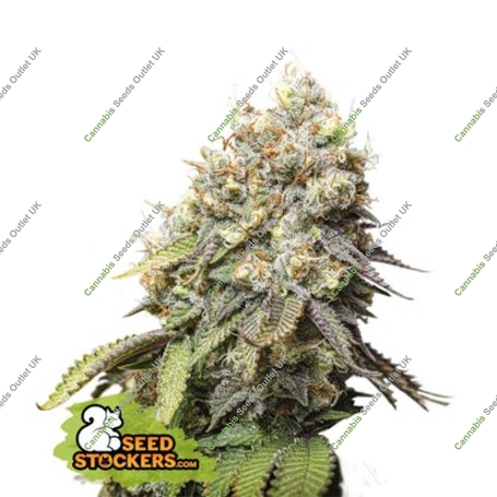 Bruce Banner Feminized Marijuana Strain by Seed Stockers For Sale Online at Cannabis Seeds Outlet