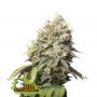 Gorilla Cookies Feminized Marijuana Strain by Seed Stockers For Sale Online at Cannabis Seeds Outlet