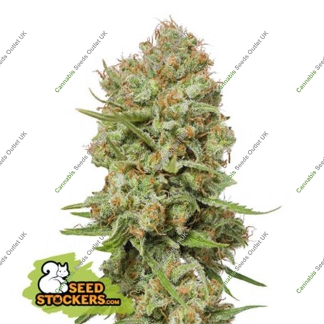 Green Crack Feminized Marijuana Strain by Seed Stockers For Sale Online at Cannabis Seeds Outlet