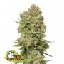 Green Crack Feminized Marijuana Strain by Seed Stockers For Sale Online at Cannabis Seeds Outlet