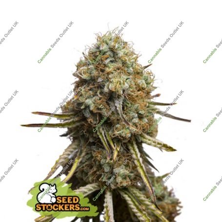 Wedding Glue Feminized Marijuana Strain by Seed Stockers For Sale Online at Cannabis Seeds Outlet