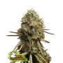 Wedding Glue Feminized Marijuana Strain by Seed Stockers For Sale Online at Cannabis Seeds Outlet