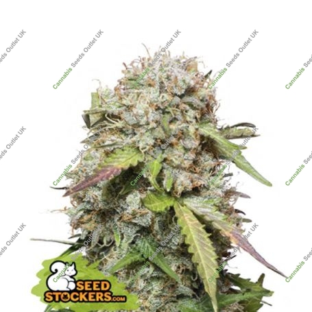 Jack Herer Auto Feminized Marijuana Strain by Seed Stockers For Sale Online at Cannabis Seeds Outlet