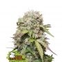Jack Herer Auto Feminized Marijuana Strain by Seed Stockers For Sale Online at Cannabis Seeds Outlet