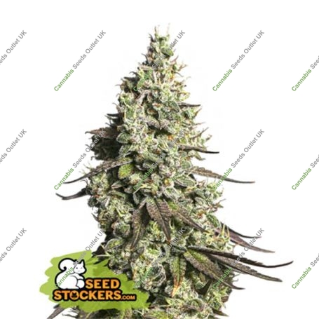 Moby Dick Auto Feminized Marijuana Strain by Seed Stockers For Sale Online at Cannabis Seeds Outlet