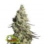 Moby Dick Auto Feminized Marijuana Strain by Seed Stockers For Sale Online at Cannabis Seeds Outlet
