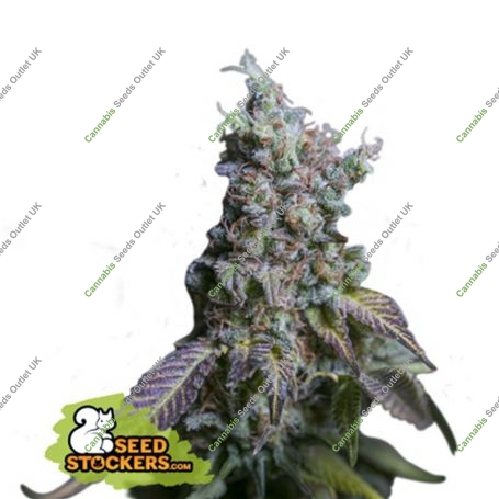 Sour Diesel Auto Feminized Marijuana Strain by Seed Stockers For Sale Online at Cannabis Seeds Outlet