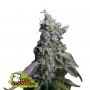 Sour Diesel Auto Feminized Marijuana Strain by Seed Stockers For Sale Online at Cannabis Seeds Outlet