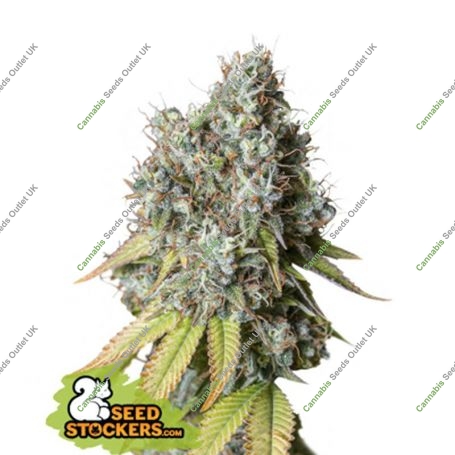 Bruce Banner Auto Feminized Marijuana Strain by Seed Stockers For Sale Online at Cannabis Seeds Outlet