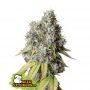 Bruce Banner Auto Feminized Marijuana Strain by Seed Stockers For Sale Online at Cannabis Seeds Outlet