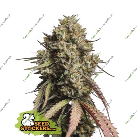 Gorilla Cookies Auto Feminized Marijuana Strain by Seed Stockers For Sale Online at Cannabis Seeds Outlet