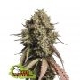 Gorilla Cookies Auto Feminized Marijuana Strain by Seed Stockers For Sale Online at Cannabis Seeds Outlet