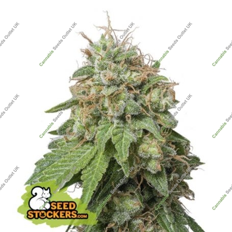 Green Crack Auto Feminized Marijuana Strain by Seed Stockers For Sale Online at Cannabis Seeds Outlet