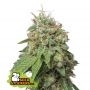 Green Crack Auto Feminized Marijuana Strain by Seed Stockers For Sale Online at Cannabis Seeds Outlet