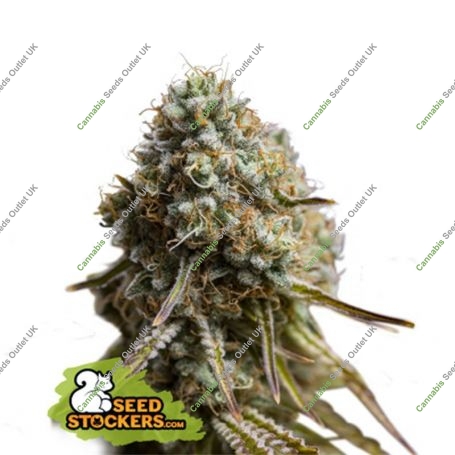 Wedding Glue Auto Feminized Marijuana Strain by Seed Stockers For Sale Online at Cannabis Seeds Outlet