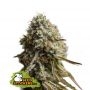 Wedding Glue Auto Feminized Marijuana Strain by Seed Stockers For Sale Online at Cannabis Seeds Outlet
