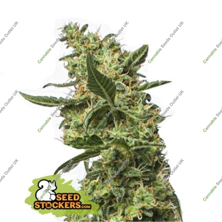 Gorilla Zerodue CBG Auto Feminized Marijuana Strain by Seed Stockers For Sale Online at Cannabis Seeds Outlet