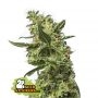 Gorilla Zerodue CBG Auto Feminized Marijuana Strain by Seed Stockers For Sale Online at Cannabis Seeds Outlet