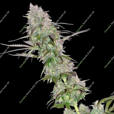 Green Mango Kush Feminized Marijuana Strain by Sumo Seeds For Sale Online at Cannabis Seeds Outlet