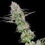 Green Mango Kush Feminized Marijuana Strain by Sumo Seeds For Sale Online at Cannabis Seeds Outlet