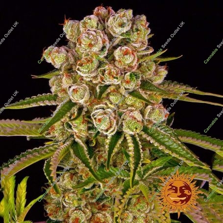 Kush Mintz Feminized Marijuana Strain by Barneys Farm For Sale Online at Cannabis Seeds Outlet