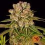 Kush Mintz Feminized Marijuana Strain by Barneys Farm For Sale Online at Cannabis Seeds Outlet