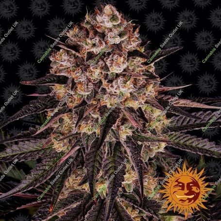 Biscotti Mintz Feminized Marijuana Strain by Barneys Farm For Sale Online at Cannabis Seeds Outlet
