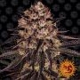 Biscotti Mintz Feminized Marijuana Strain by Barneys Farm For Sale Online at Cannabis Seeds Outlet